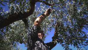 olivicoltura-sicilia-menfi-raccoglitore-olive-la-goccia-doro