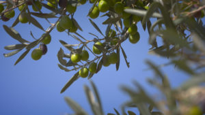 olivicoltura-sicilia-menfi-raccolta-olive-la-goccia-doro