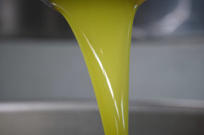 olivicoltura-sicilia-menfi-olio-appena-franto-la-goccia-doro