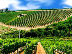 vigneti-trapani-paesaggio-vitivinicolo-doc-sicilia-vino