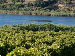 Grillo Experience Gorghi Tondi celebra il vitigno siciliano