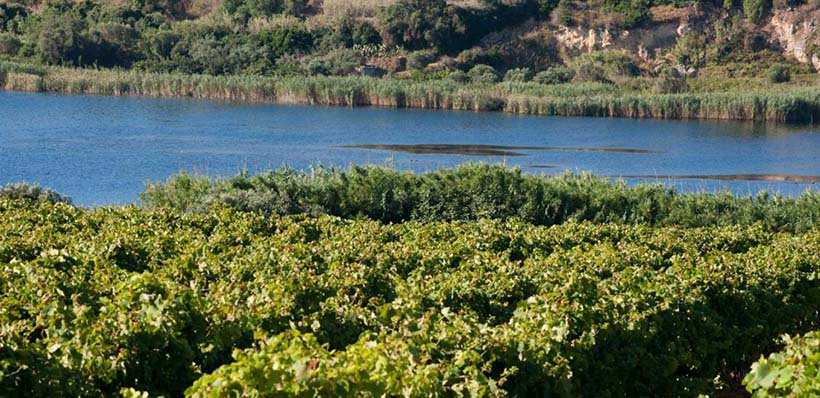 Grillo Experience Gorghi Tondi celebra il vitigno siciliano