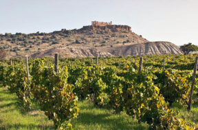 Vigneto-agrigento-valle-dei-templi-vino-Diodoros-