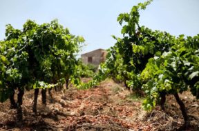 Firriato Winery – Authentic Terroir