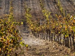vigneto-cantine-pellegrino-marsala