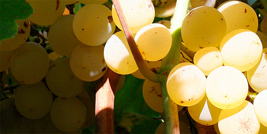 Solo etichetta DOC per i vini ottenuti da uve “Grillo” e “Nero d’Avola”