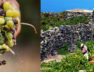 passitaly pantelleria zibibbo uva vendemmia