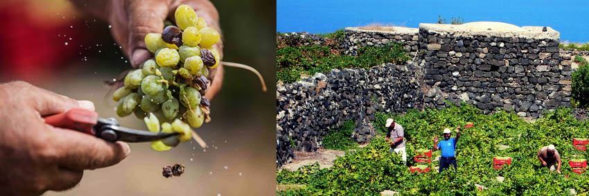 Passito, a Pantelleria si celebra una tradizione millenaria con il Passitaly, dal 7 al 10 settembre