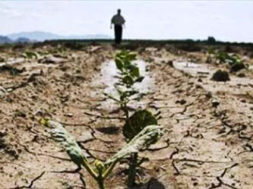 siccità campo coltivazione sicilia