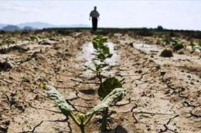 siccità campo coltivazione sicilia