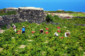 vendemmia pantelleria zibibbo uva raccolta a mano