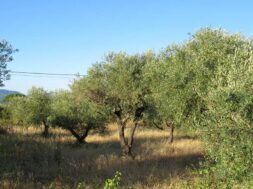 Olio, produzione in perdita a Palermo e Trapani